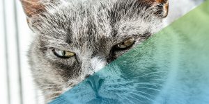 Symfony template locations: questioning the best practice