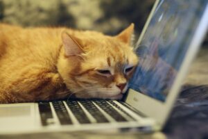 Your remote development career at Refactory